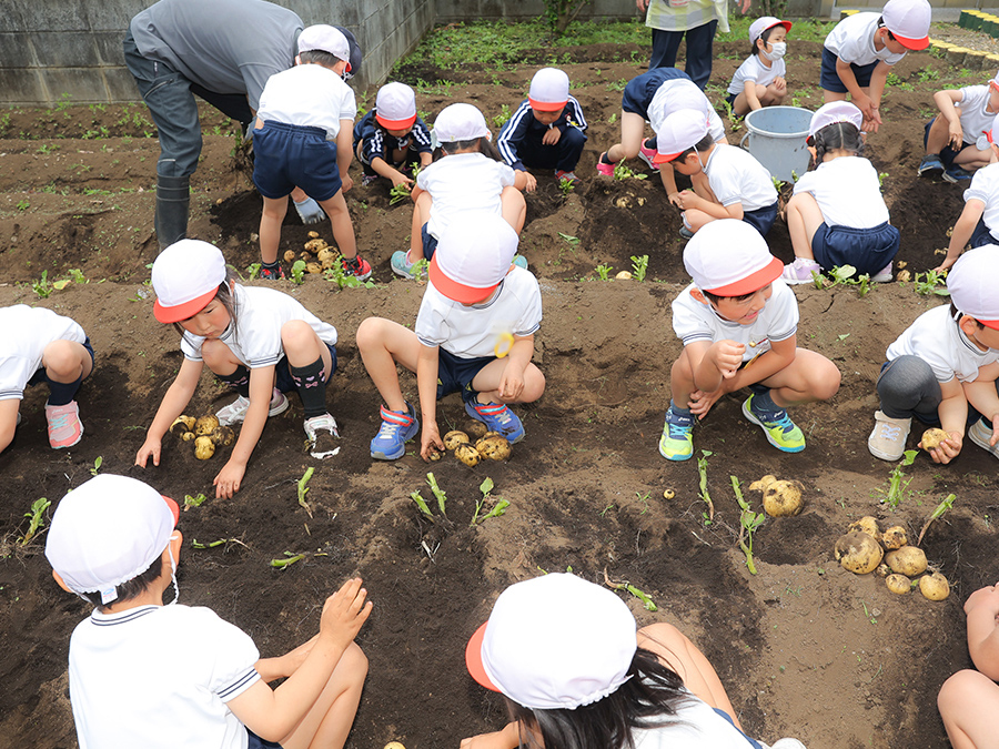 じゃがいも掘り 園外保育（年少・満3歳児クラス）